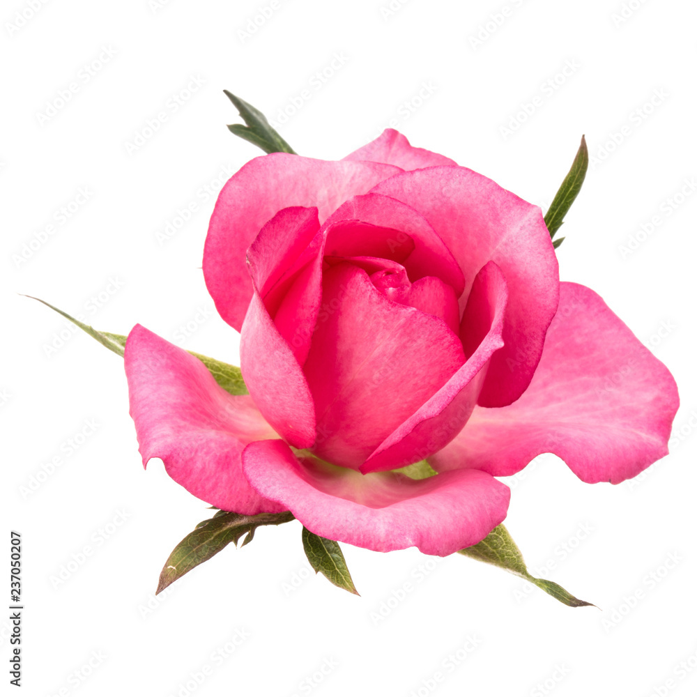 one pink rose flower isolated on white background cutout one pink rose flower isolated on white background cutout