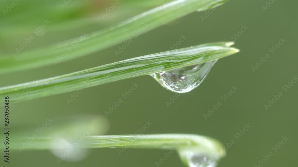 Water drop on needles. Macro of rain drop. Water drop on needles. Macro of rain drop.