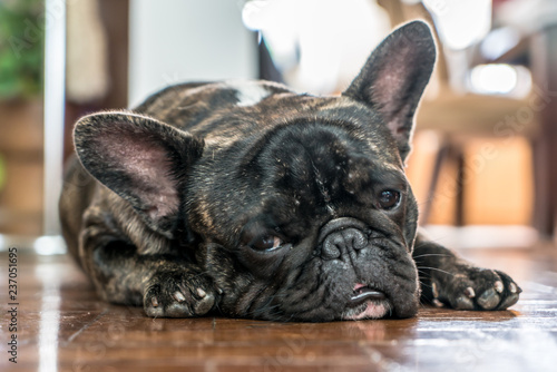 french bulldog sleeping on the floor © Henrique