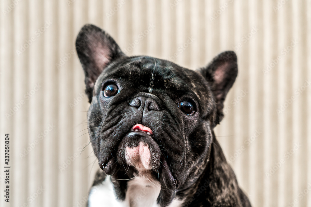 french bulldog with tongue out looking the camera