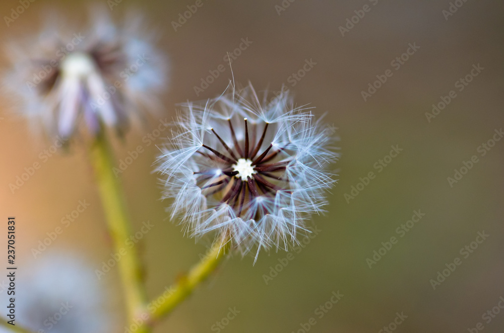 Dandelion