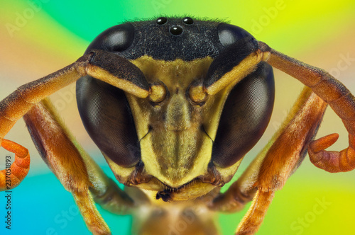 Extreme macro portrait of a wasp taken with two lenses as one lens, stacked from many shots into one very sharp photo. photo