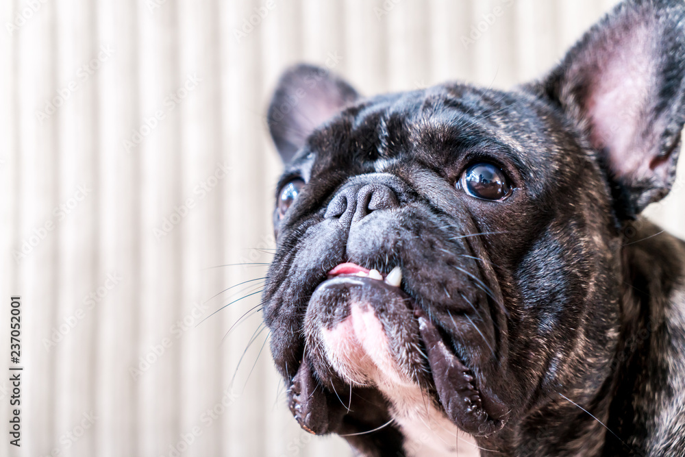french bulldog with tongue and teeth out