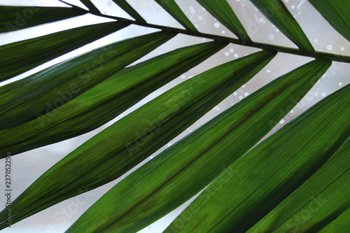 palm leaf close up