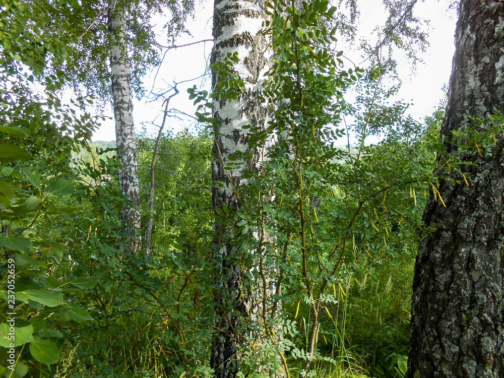 Fototapeta premium Beautiful spring birch grove foliage, fresh leaves in morning light