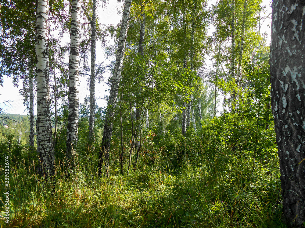 Obraz premium Beautiful spring birch grove foliage, fresh leaves in morning light