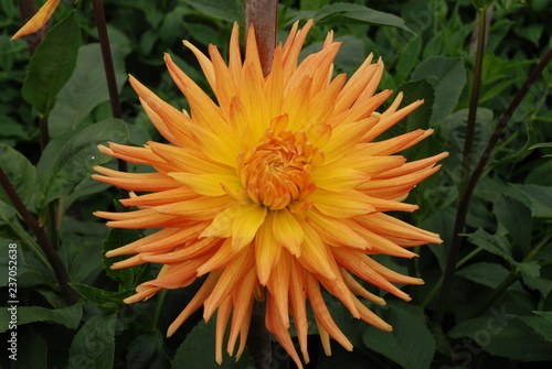 closeup of Dahlia flower