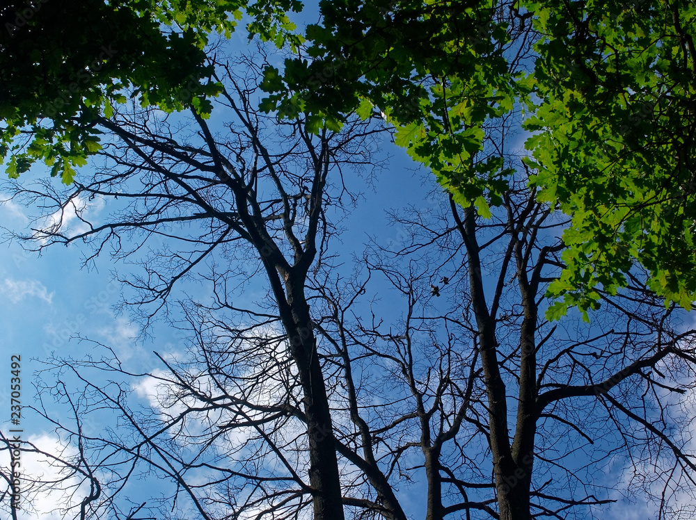 dry tree in the forest against the blue sky dry tree in the forest against the blue sky