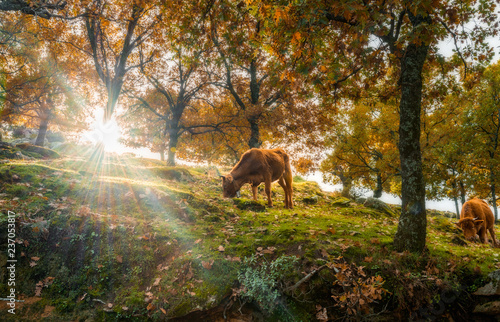 Cows grazing near autumn trees photo