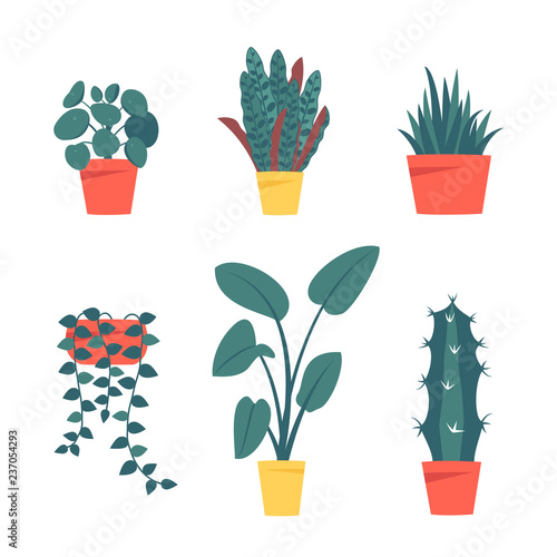 Set of decorative houseplants isolated on white background. Bundle of trendy plants growing in pots (pilea, calathea lancifolia, cactus, string of pearls, strelitzia, planthanger) Flat colorful vector