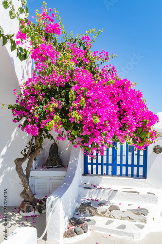 Beautiful detail of a House decorated with blooming bourgainvillea in Fira, Santorini, Greece