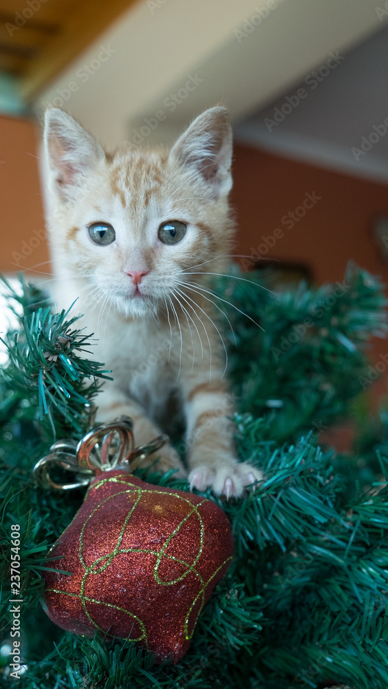 Gato en Navidad Gato en Navidad