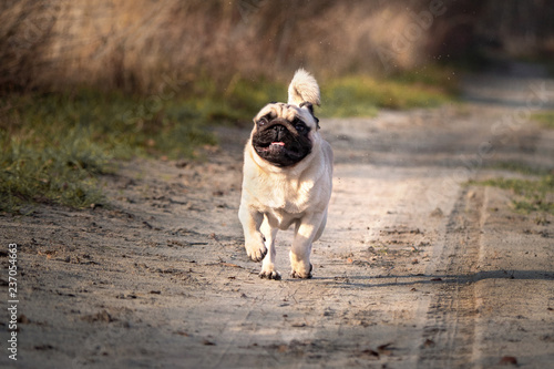 mops