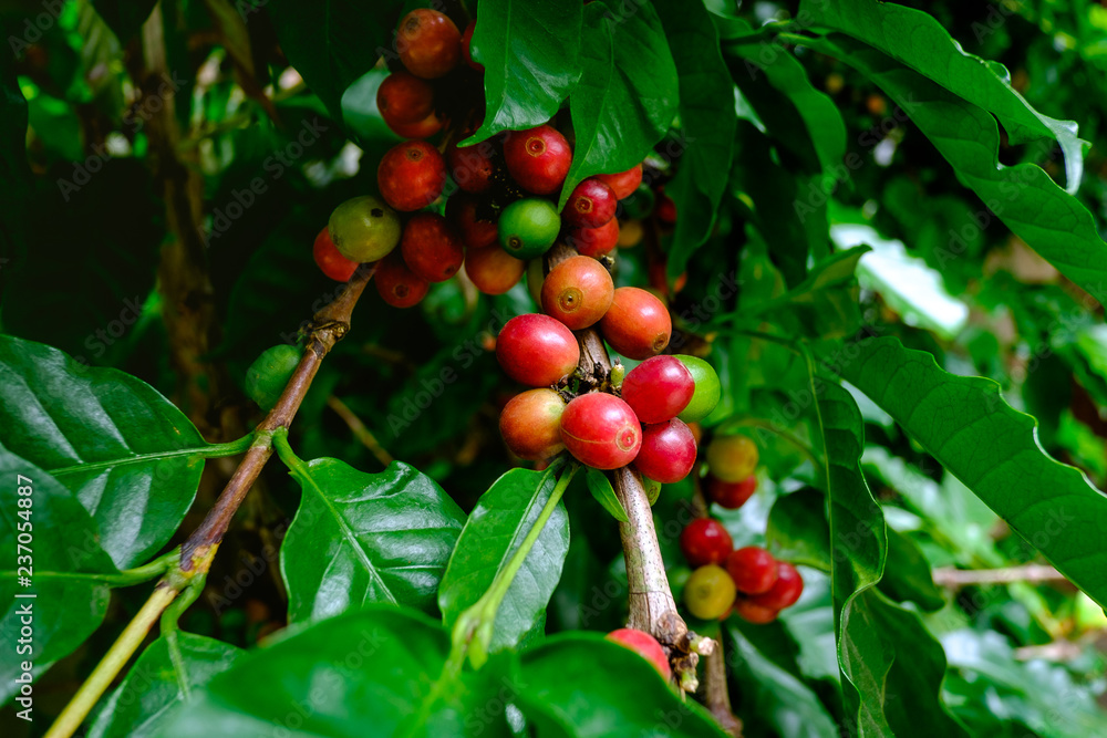 Ripen Coffee fruits on branch ready to harvest