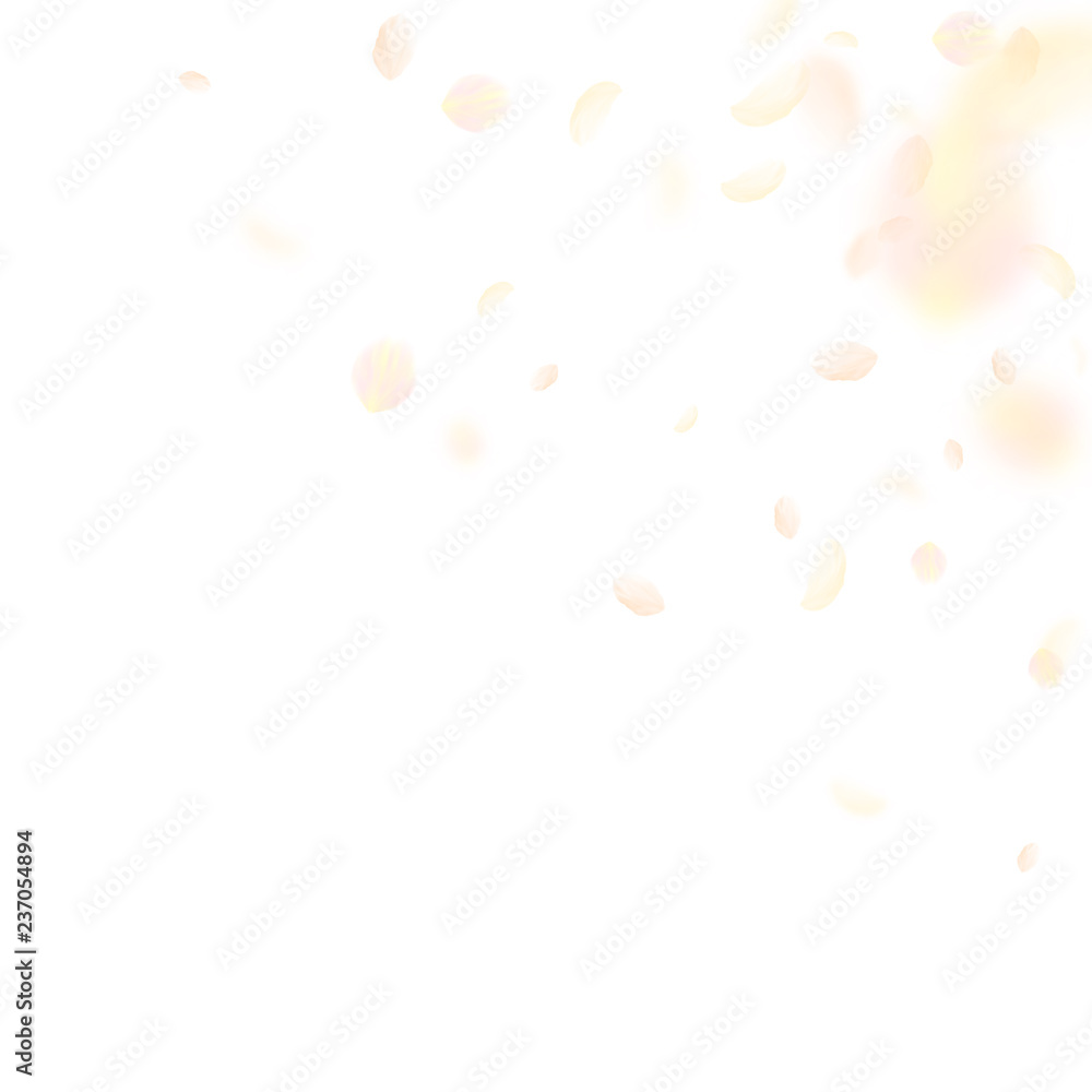 Yellow orange flower petals falling down. Classy r Yellow orange flower petals falling down. Classy r