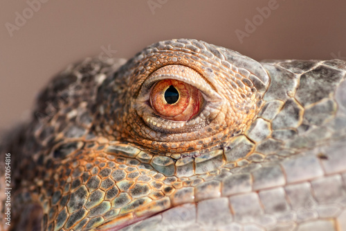 Eye of iguana
