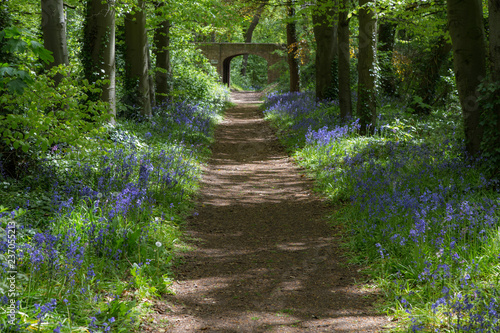 Bluebells and an old bridge hyacinth photo