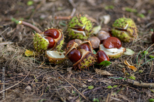 Aesculus hippocastanum, brown horse chestnuts, conker tree ripened fruits on the ground