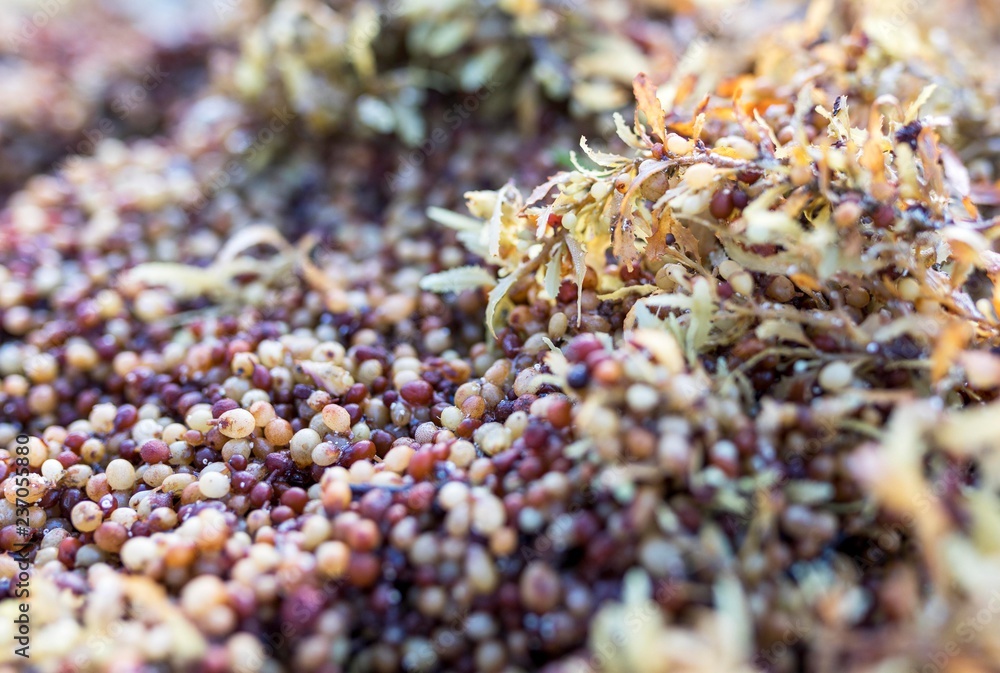 Close up of Sargassum seaweed, a genus of brown (class Phaeophyceae) macroalgae (seaweed) in the order Fucales, washed up on the caribbean coast in Mexico. Close up of Sargassum seaweed, a genus of brown (class Phaeophyceae) macroalgae (seaweed) in the order Fucales, washed up on the caribbean coast in Mexico.
