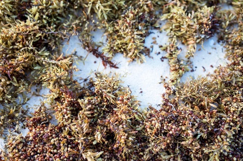 Close up of Sargassum seaweed, a genus of brown (class Phaeophyceae) macroalgae (seaweed) in the order Fucales, washed up on the caribbean coast in Mexico. photo