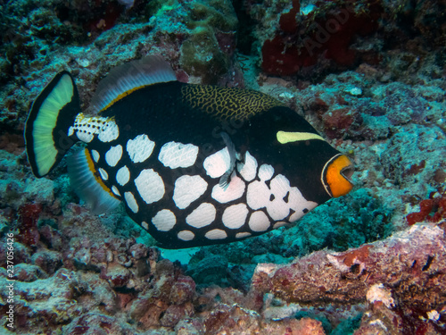 A Clown Triggerfish (Balistoides conspicillum) in the Indian Ocean