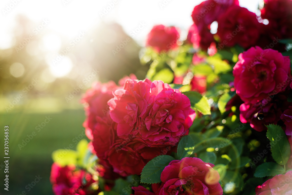 Flowers Flowers