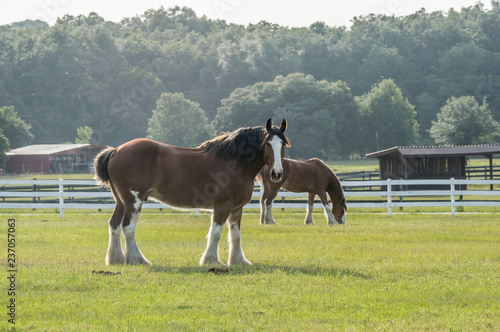 Fotografija Grazing Clydesdale horses in pasture