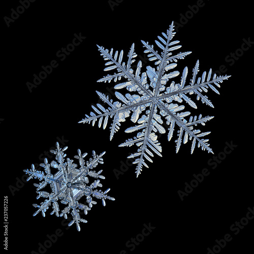 Two snowflakes isolated on black background. Macro photo of real snow crystals: elegant stellar dendrites with ornate shapes, glossy relief surface, hexagonal symmetry and complex inner structures.