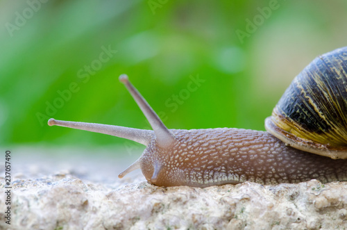 Snail Climbing a Wall photo