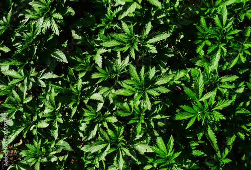 Wild young cannabis plants. View from above.