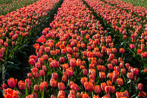 Dutch Tulips