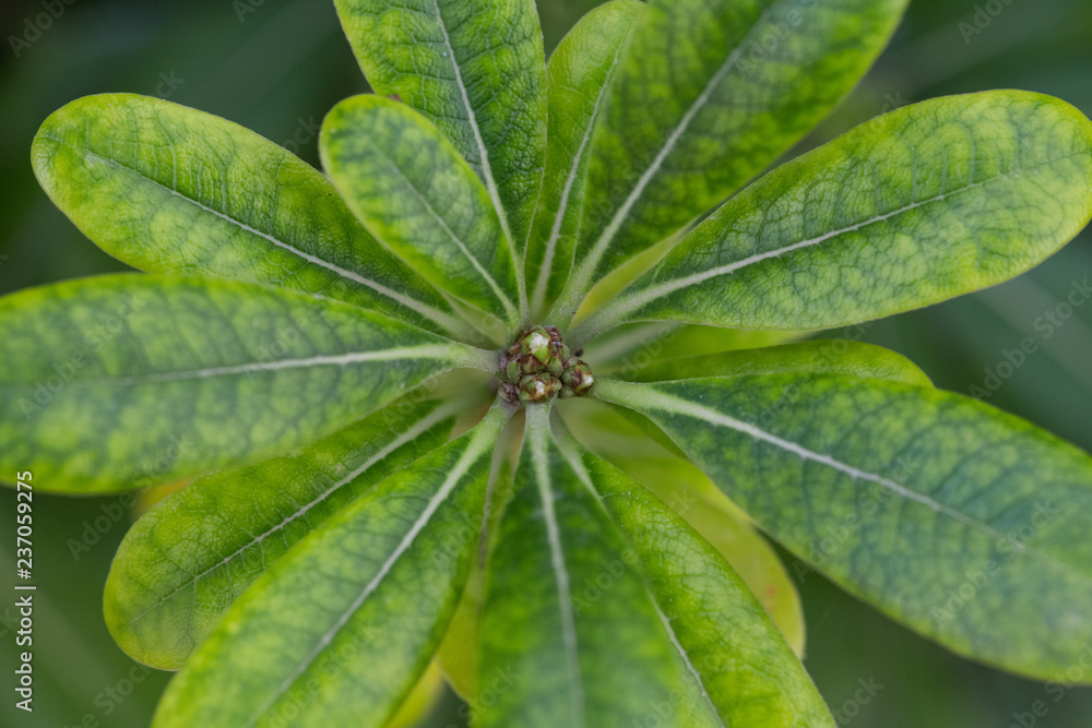 Leaves forming Circular Pattern Leaves forming Circular Pattern