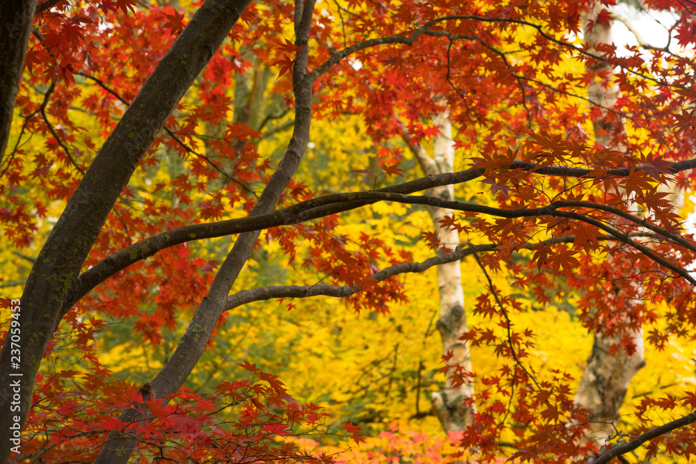 Dark Bark Thick Tree Trunk Branches Fall Color Seasonal Leaves Forest Dark Bark Thick Tree Trunk Branches Fall Color Seasonal Leaves Forest