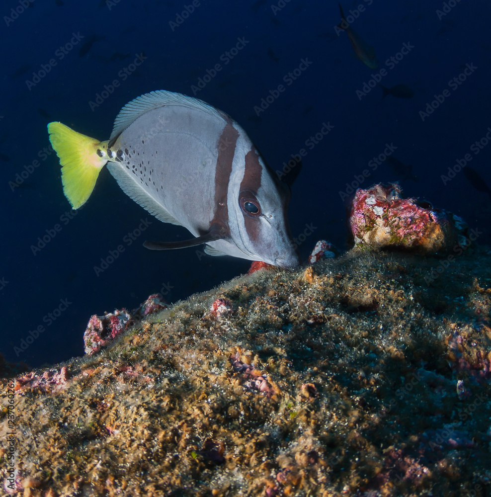 Obraz premium Surgeon fish swimming along coral reef, Galapagos Islands Ecuador.
