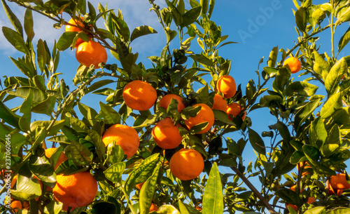 Mature mandarin fruits on tree in sunny day