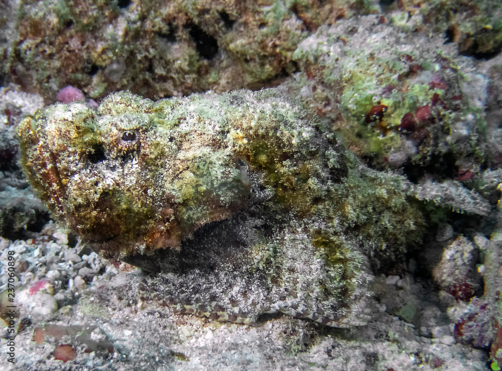 A Devil Scorpionfish (Scorpaenopsis diabolus) in the Indian Ocean