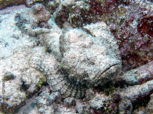 A Devil Scorpionfish (Scorpaenopsis diabolus) in the Indian Ocean photo