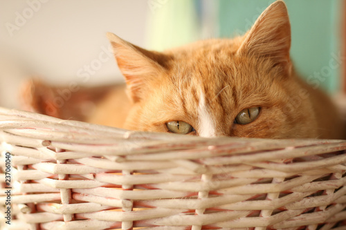 Red cat peeking out from the basket
