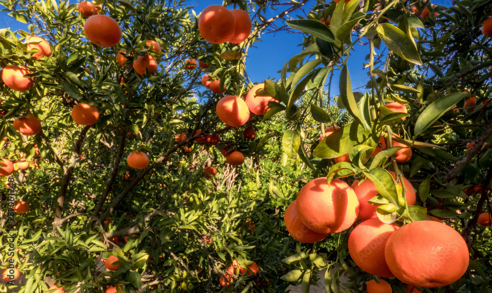 Mature mandarin fruits on tree in sunny day Mature mandarin fruits on tree in sunny day