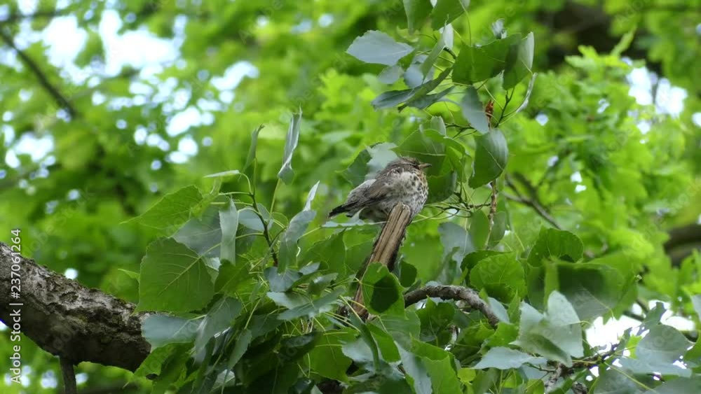 Stock video Bird on the tree. Strong wind. Stock video Bird on the tree. Strong wind.
