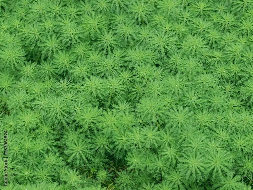 一面の水草 一面の水草