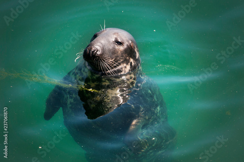 Canvas Print Seal in the sea