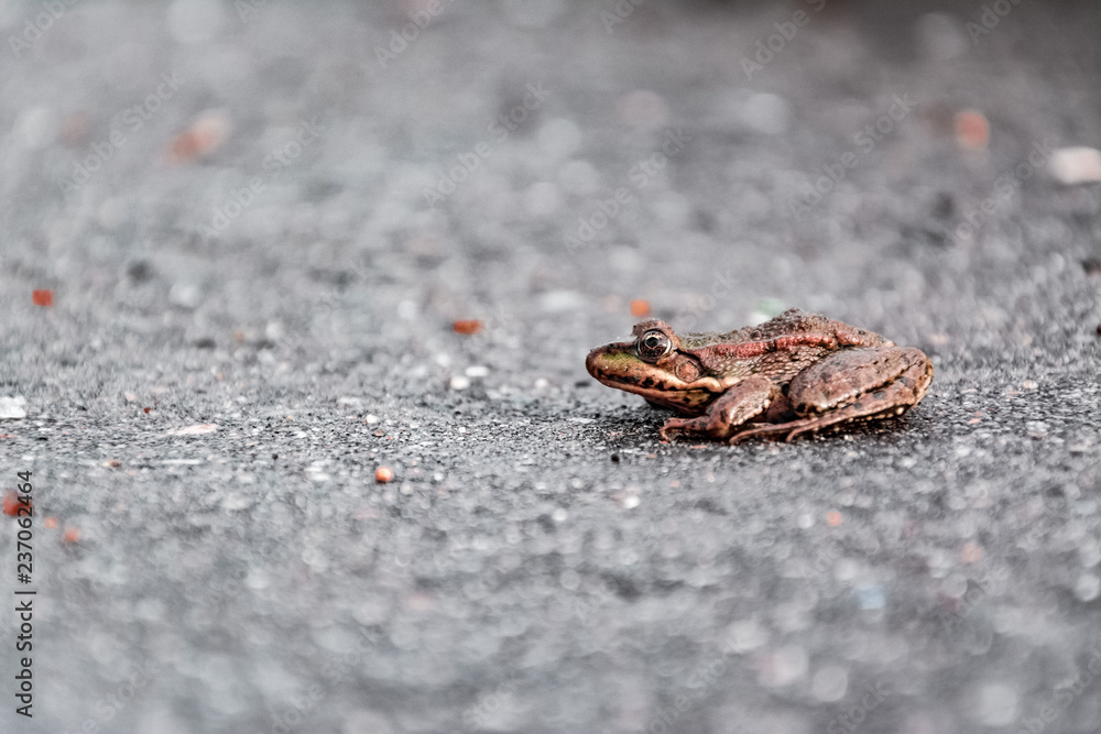 Obraz premium Lake frog (Pelophylax ridibundus) sitting on the road gray