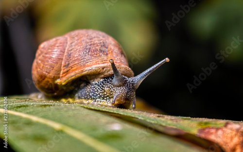 Snail strolls on Tree Leaf in a Windy Day. Helix Aspersa