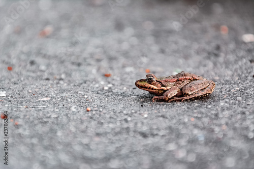 Lake frog (Pelophylax ridibundus) sitting on the road gray