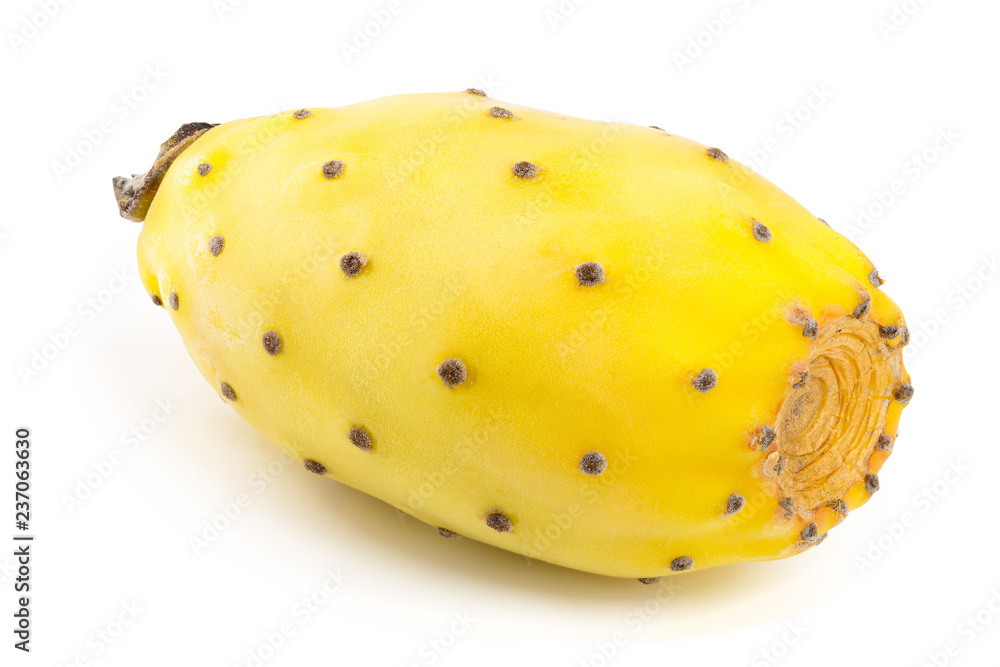 yellow prickly pear or opuntia isolated on a white background yellow prickly pear or opuntia isolated on a white background