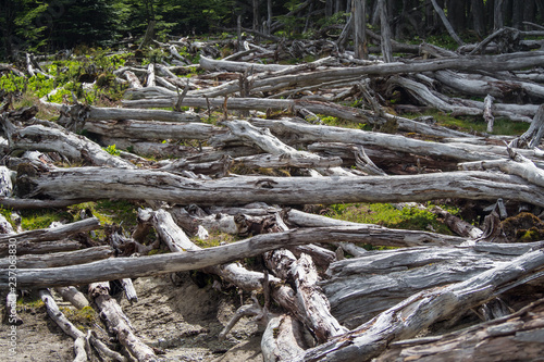 Dead forest (caused by beavers) in Tierra del Fuego, Argentina