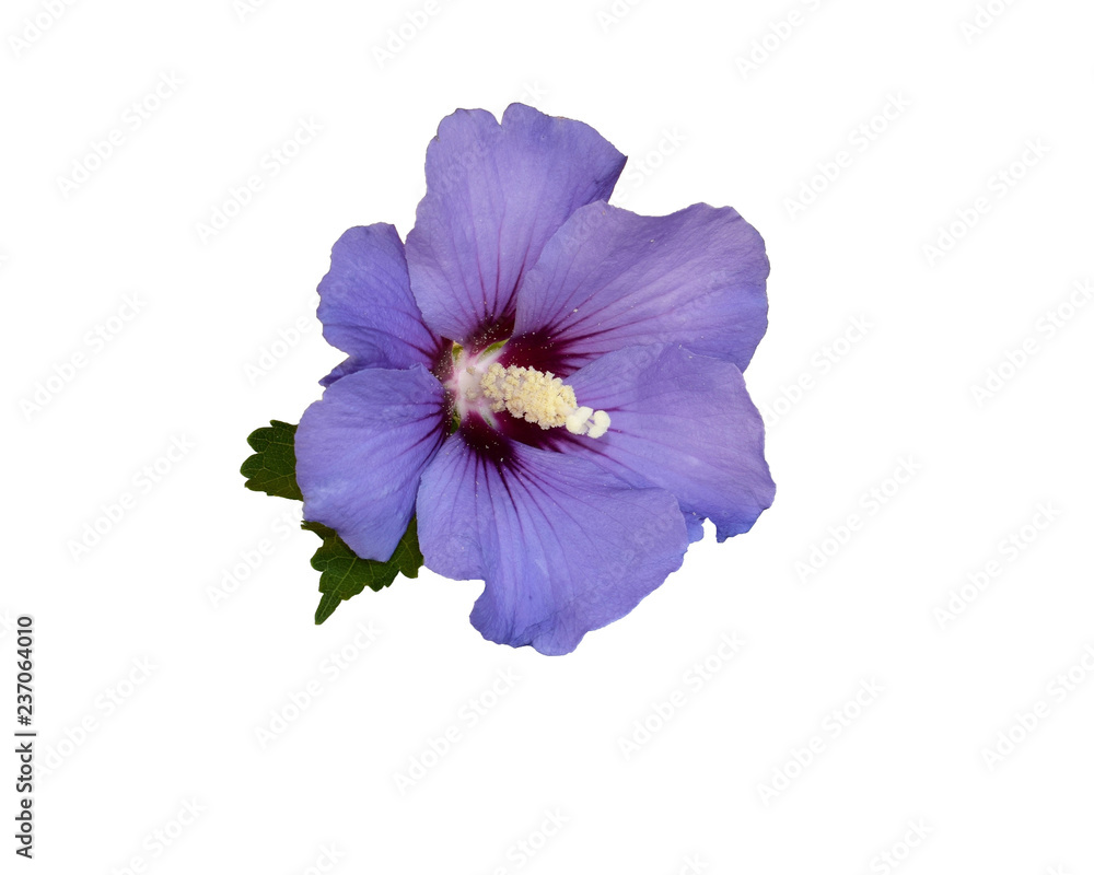 Flower of hibiscus syriacus 'Oiseau Bleu' isolated on white background Flower of hibiscus syriacus 'Oiseau Bleu' isolated on white background