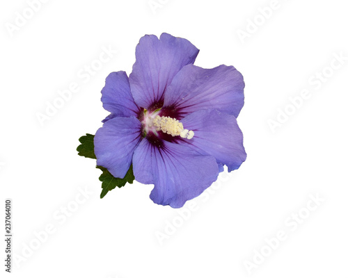 Flower of hibiscus syriacus 'Oiseau Bleu' isolated on white background