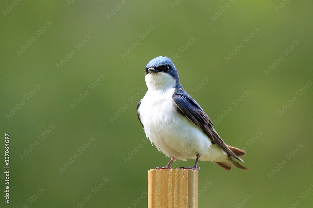 Fototapeta premium A male Tree Swallow keeps an eye out for danger from his perch near the nest box.